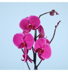 Orhidee 1 tac