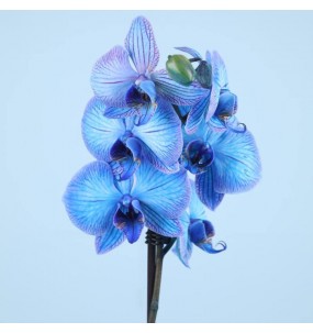 Orhidee albastra