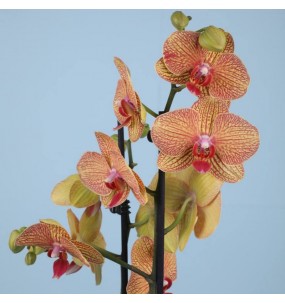 Orhidee 1 tac