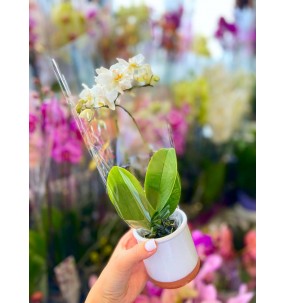 Orhideea mini