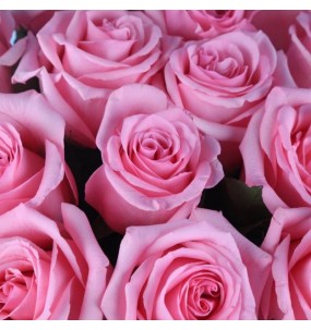 Роза розовая  50-60см