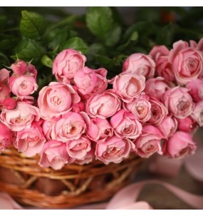 Роза кустовая "Silvia Pink" 