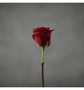 Роза красная 70-90 см, сорта "Explorer" "Freedom"