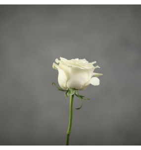 Роза белая 70-90 см, сорта "Mondial" "Alba" "White Chocolate"