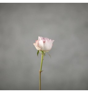 Роза 40-60 см сорта "Мемори"